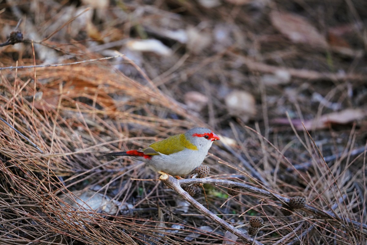 Red-browed Firetail - ML617901575