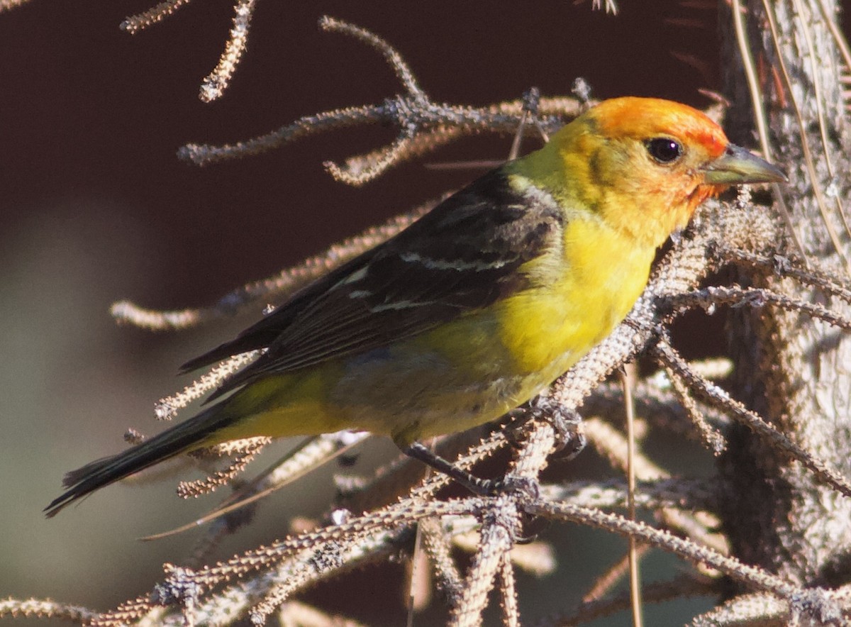 Western Tanager - Michael Lyman