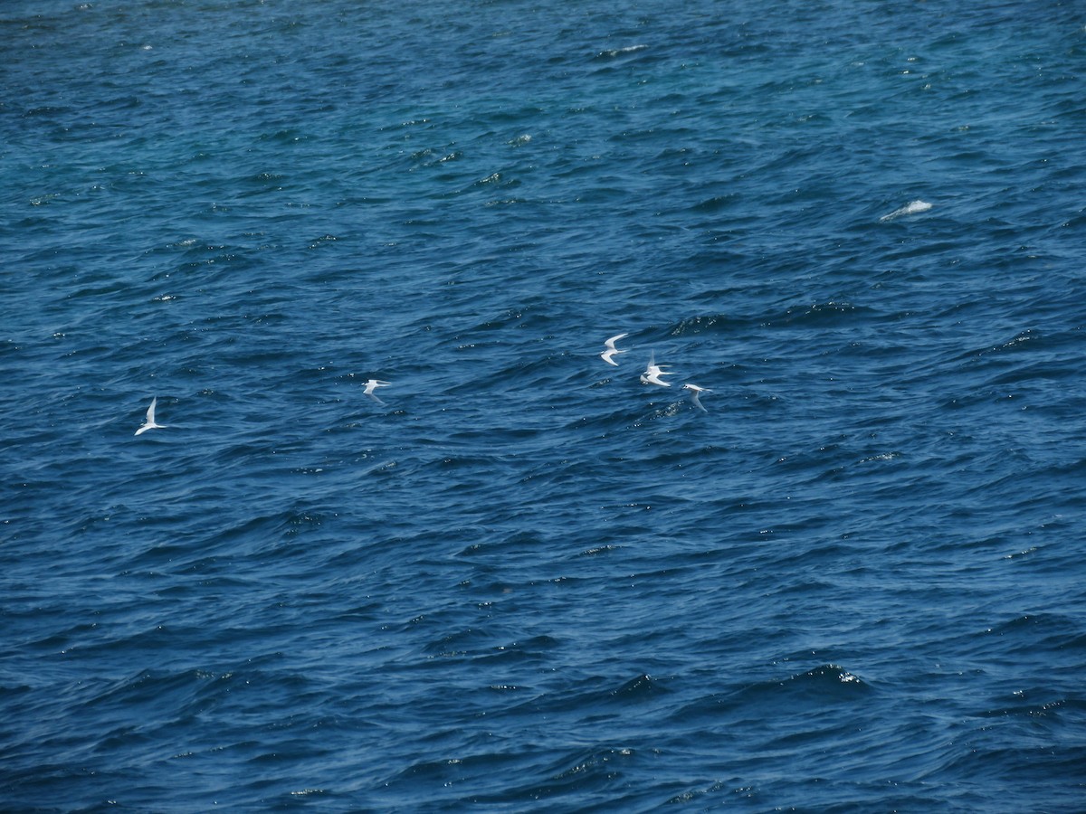 Black-naped Tern - ML617901592