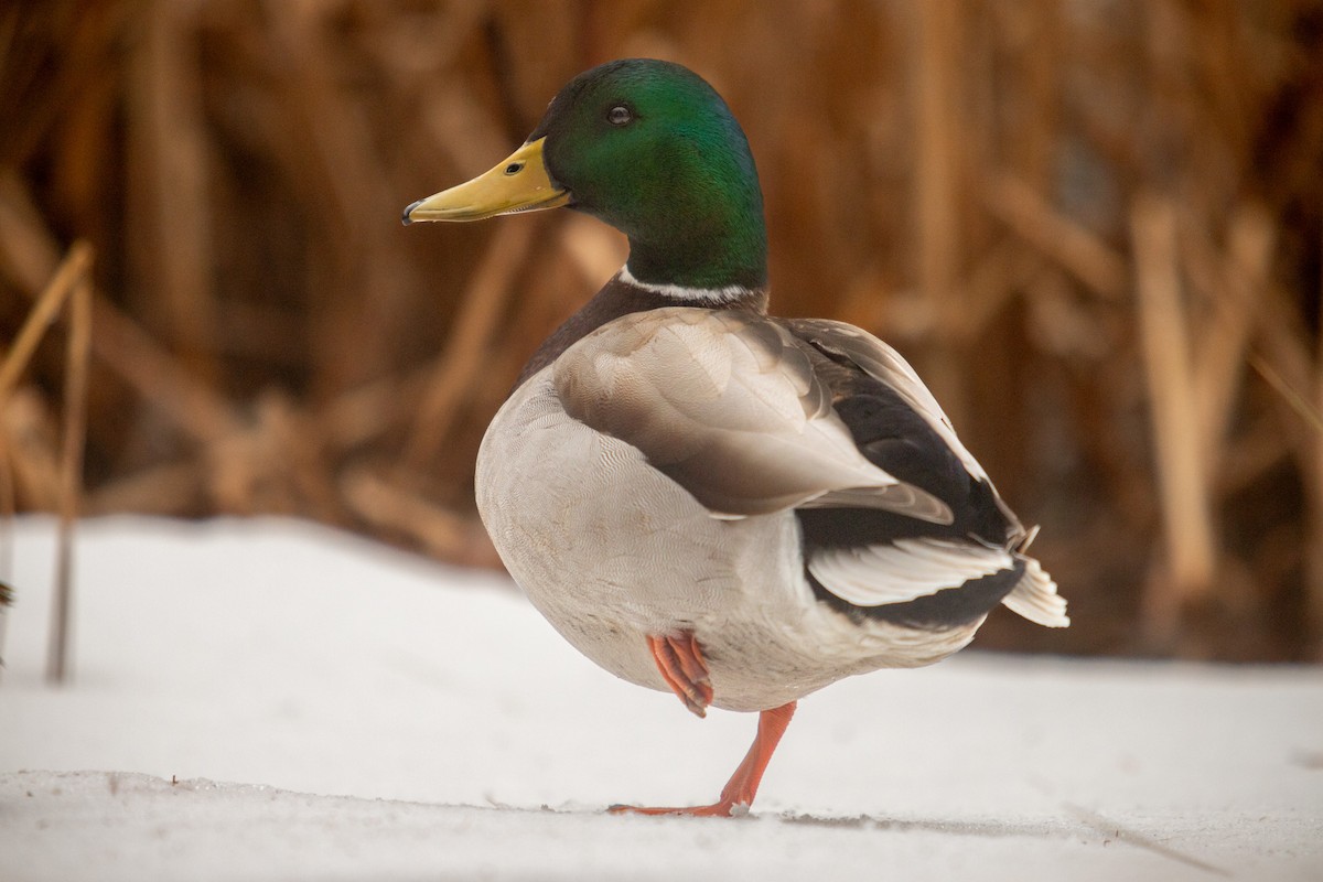 Mallard - ML617901679