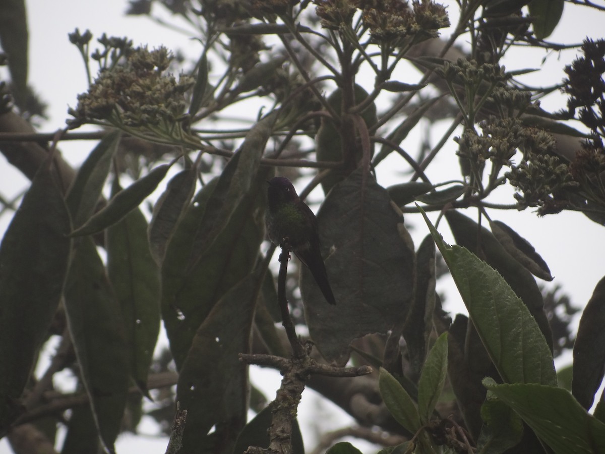 Purple-backed Thornbill - ML617901712