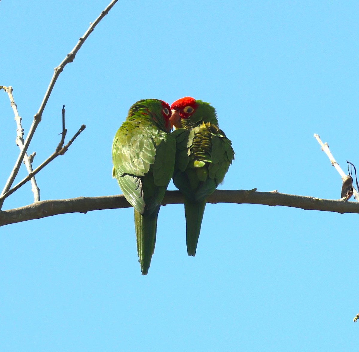 Red-masked Parakeet - ML617901742