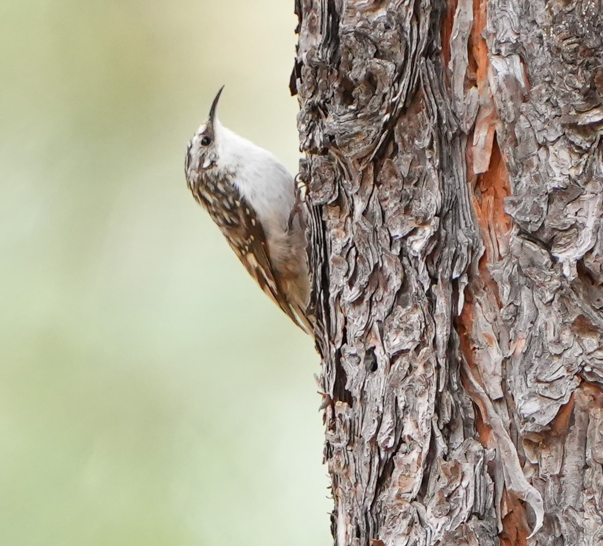 Brown Creeper - ML617901760