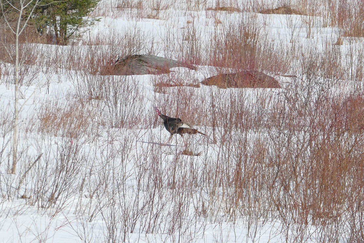 Wild Turkey - Jacques Ibarzabal