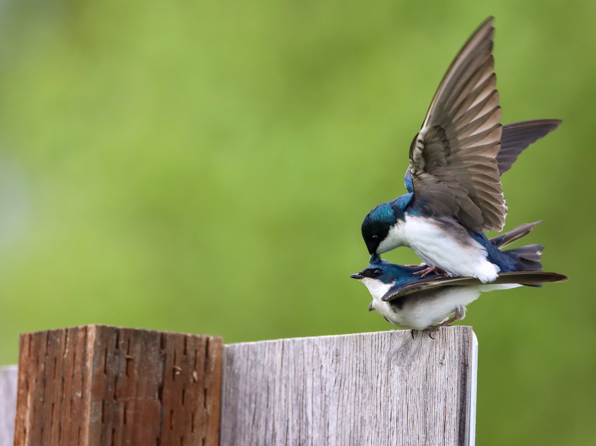 Golondrina Bicolor - ML617901783