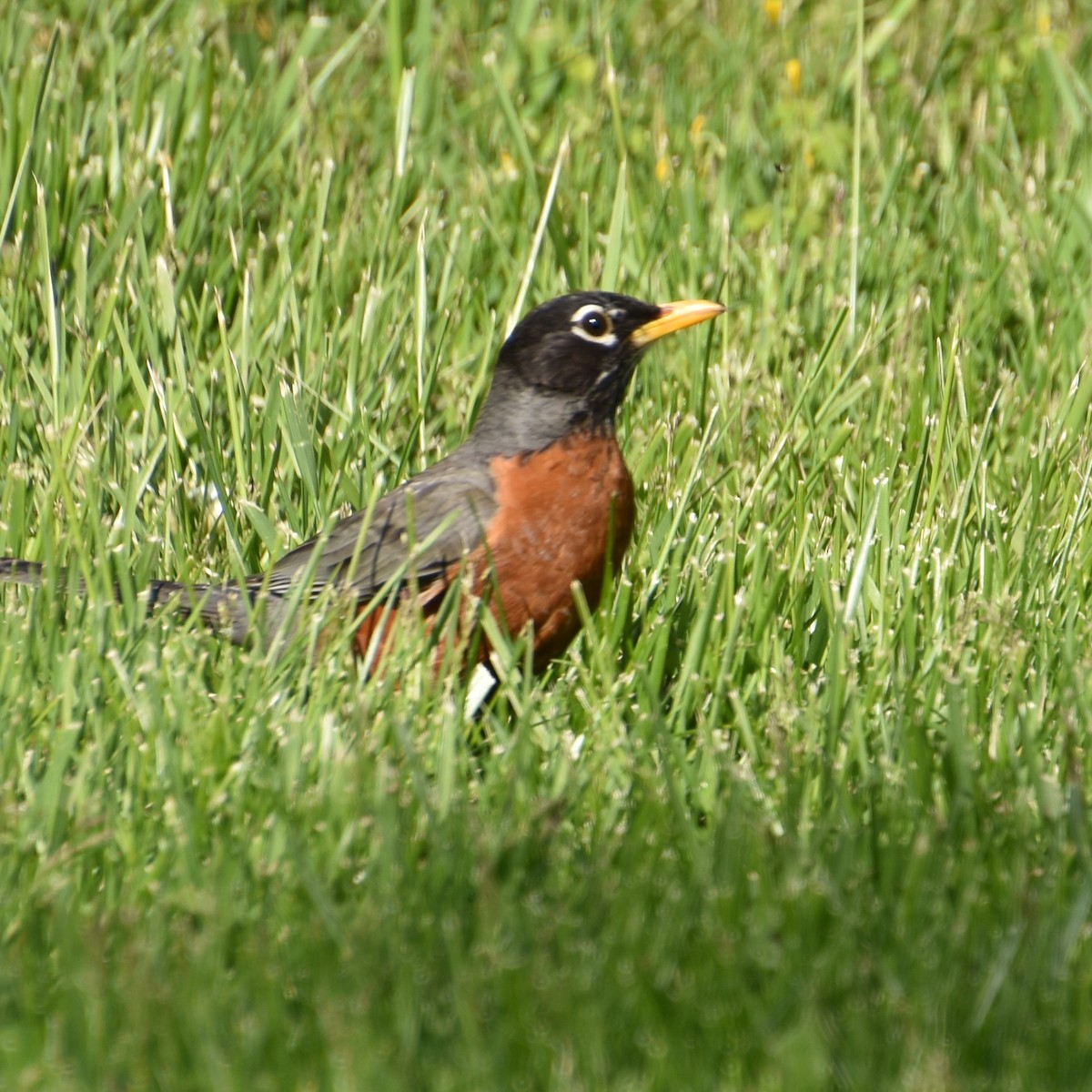 American Robin - ML617901785