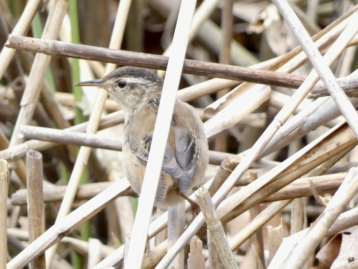 Marsh Wren - Keith Jaret Klein