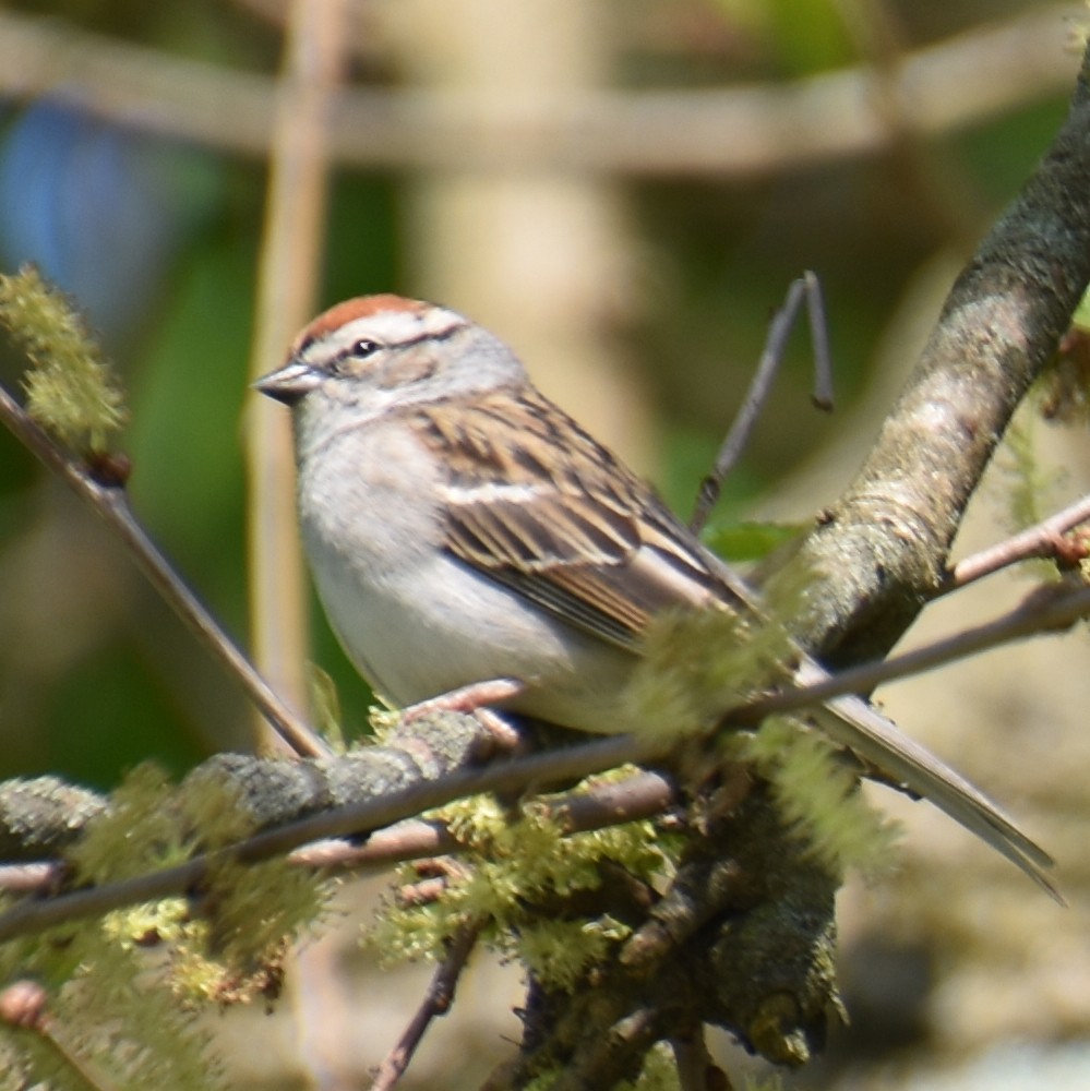 Chipping Sparrow - ML617901810