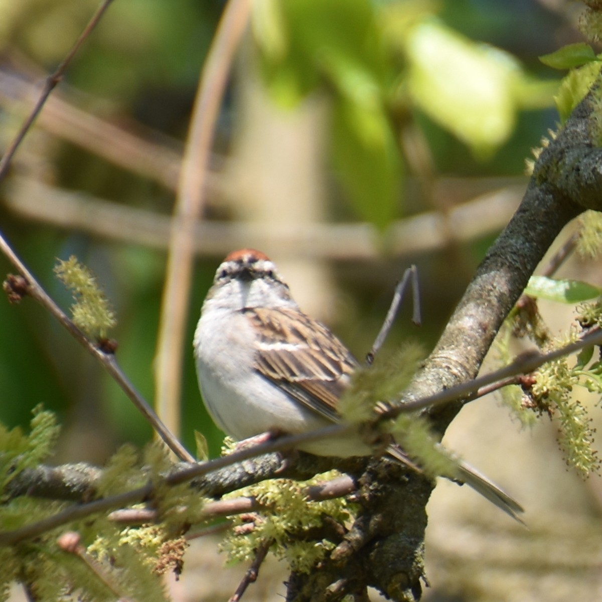 Chipping Sparrow - ML617901811