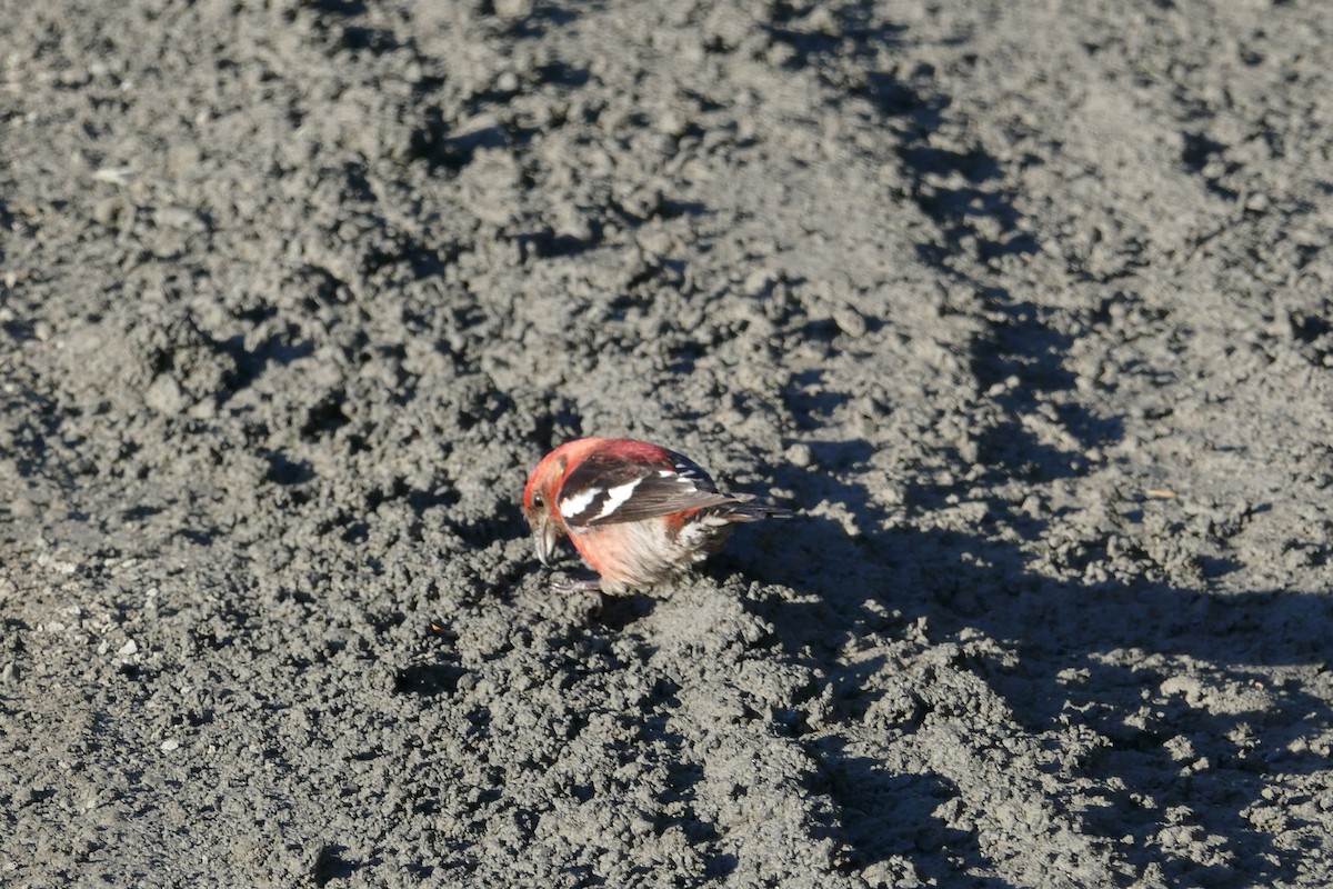 White-winged Crossbill - ML617901828