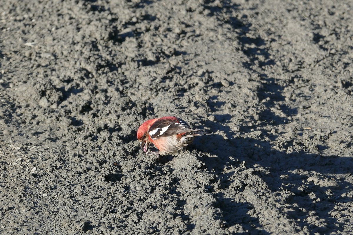 White-winged Crossbill - ML617901837