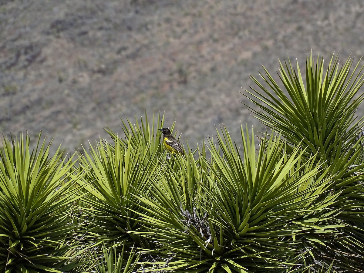 Scott's Oriole - ML617901857