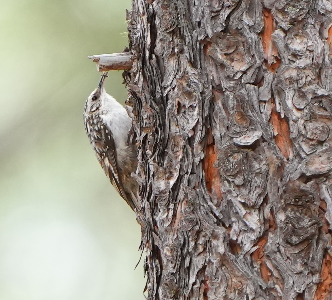 Brown Creeper - Dave Bowman