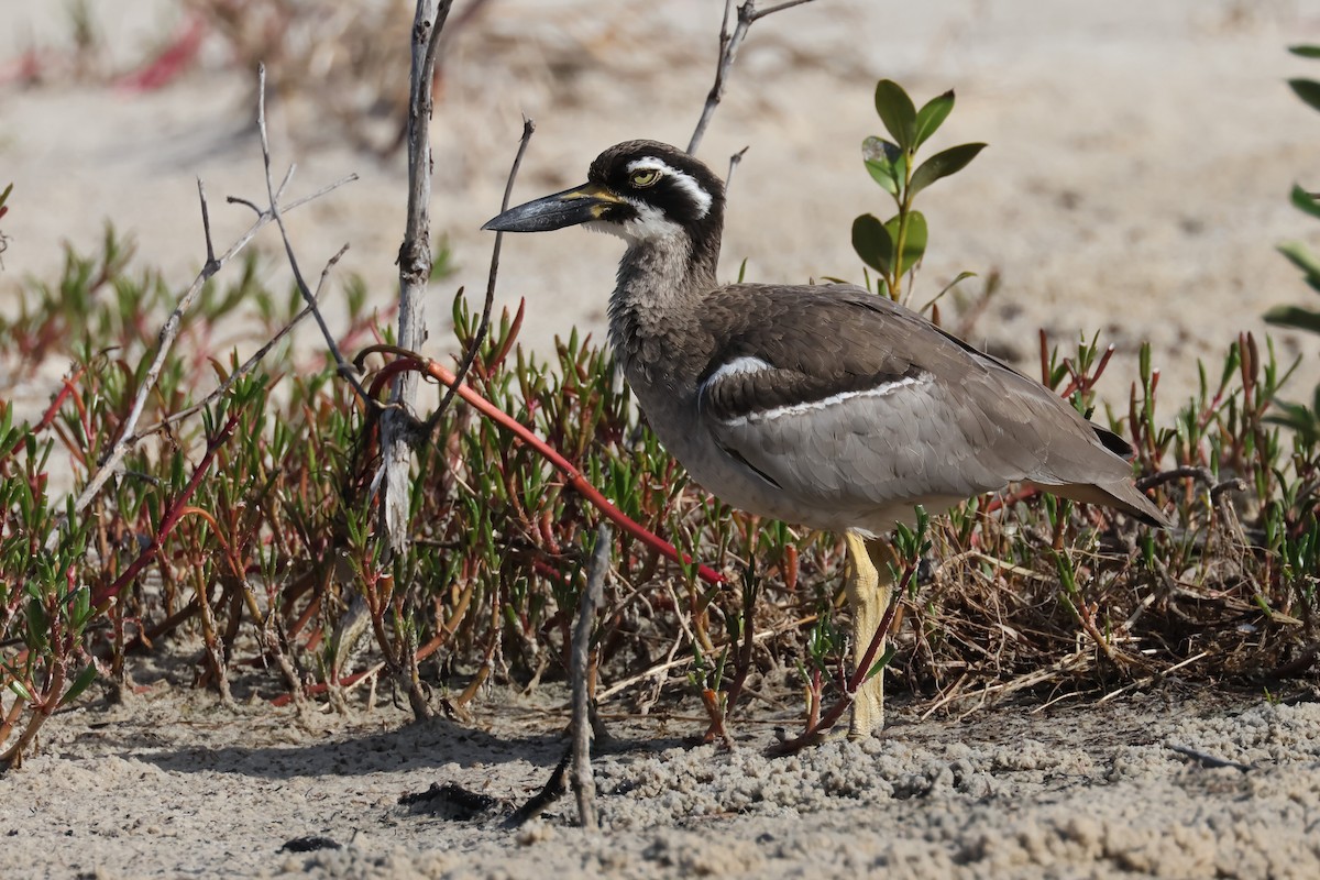 Beach Thick-knee - ML617901892