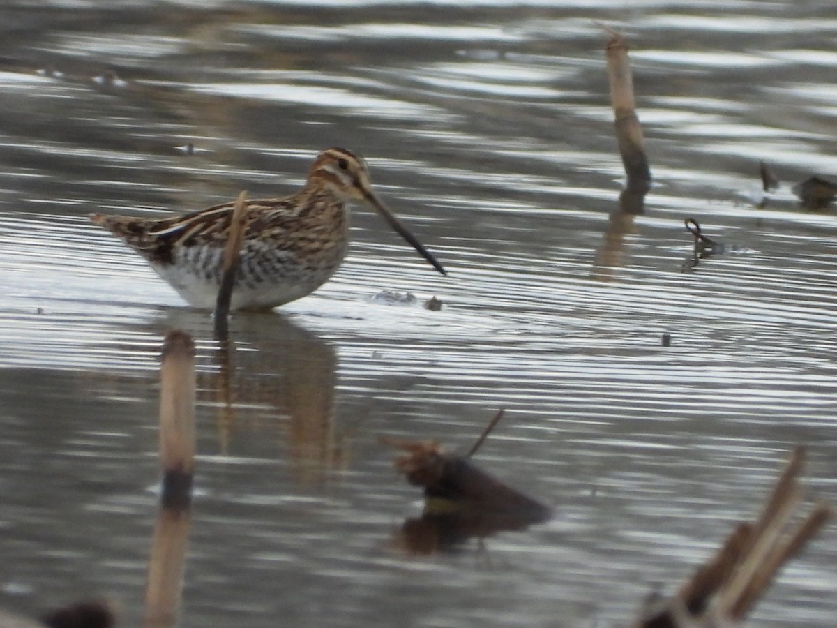 Wilson's Snipe - ML617901910