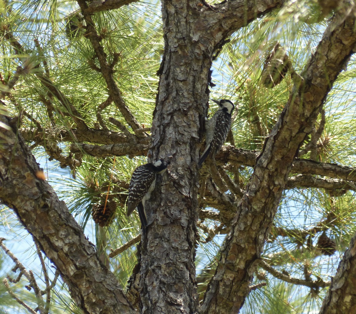 Red-cockaded Woodpecker - ML617901926