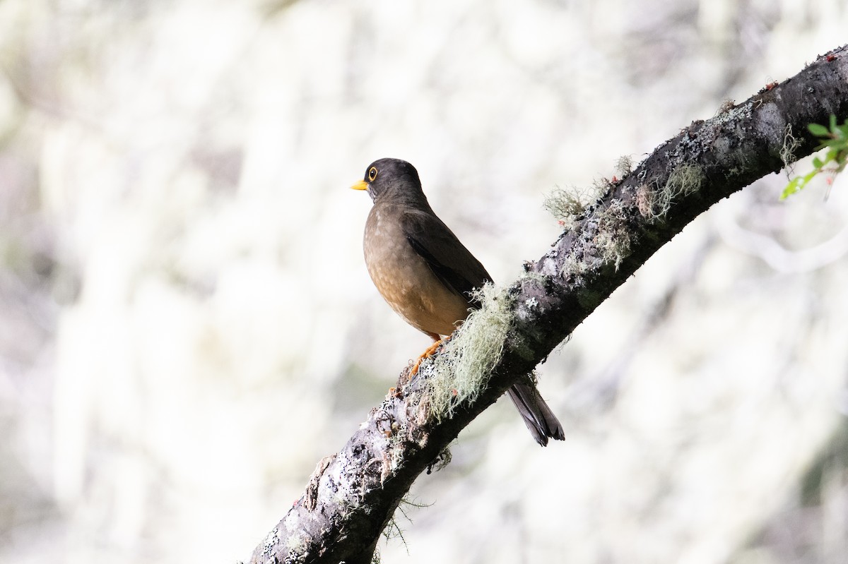 Austral Thrush - ML617901933