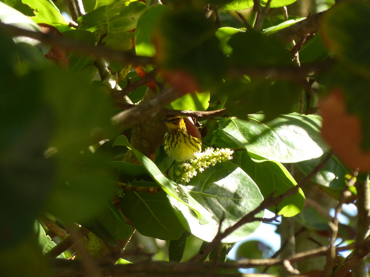Cape May Warbler - ML617901956