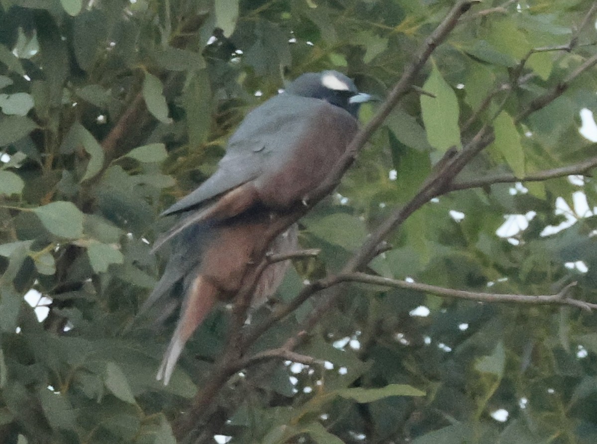 White-browed Woodswallow - Kerr Brad