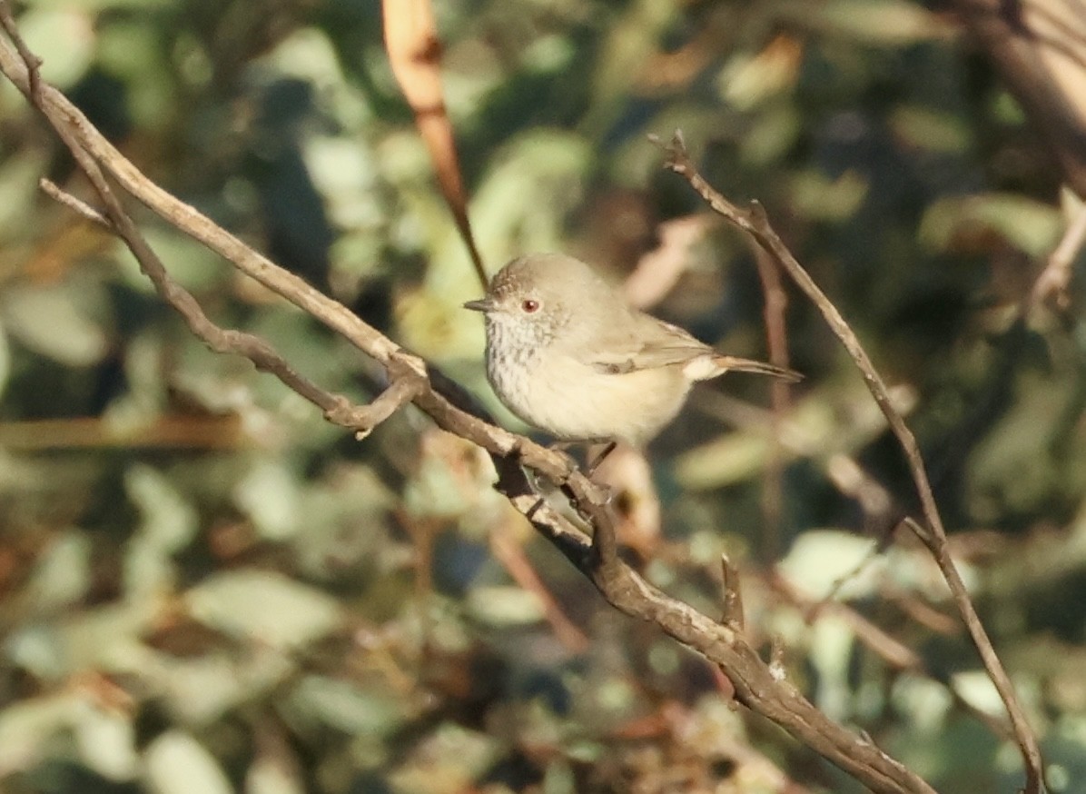 Inland Thornbill - Kerr Brad