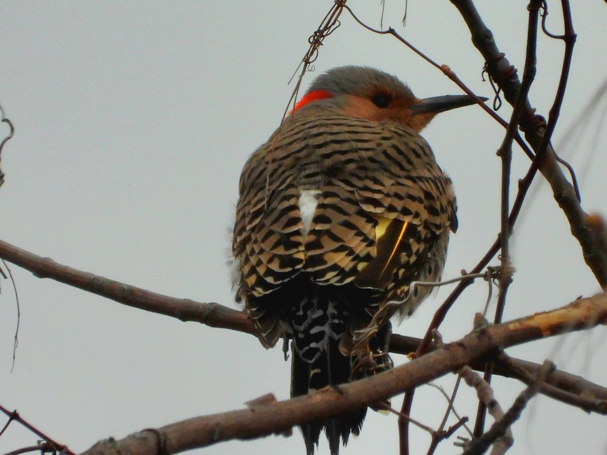 Carpintero Escapulario - ML617902015