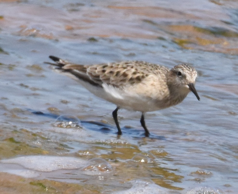 Baird's Sandpiper - ML617902016