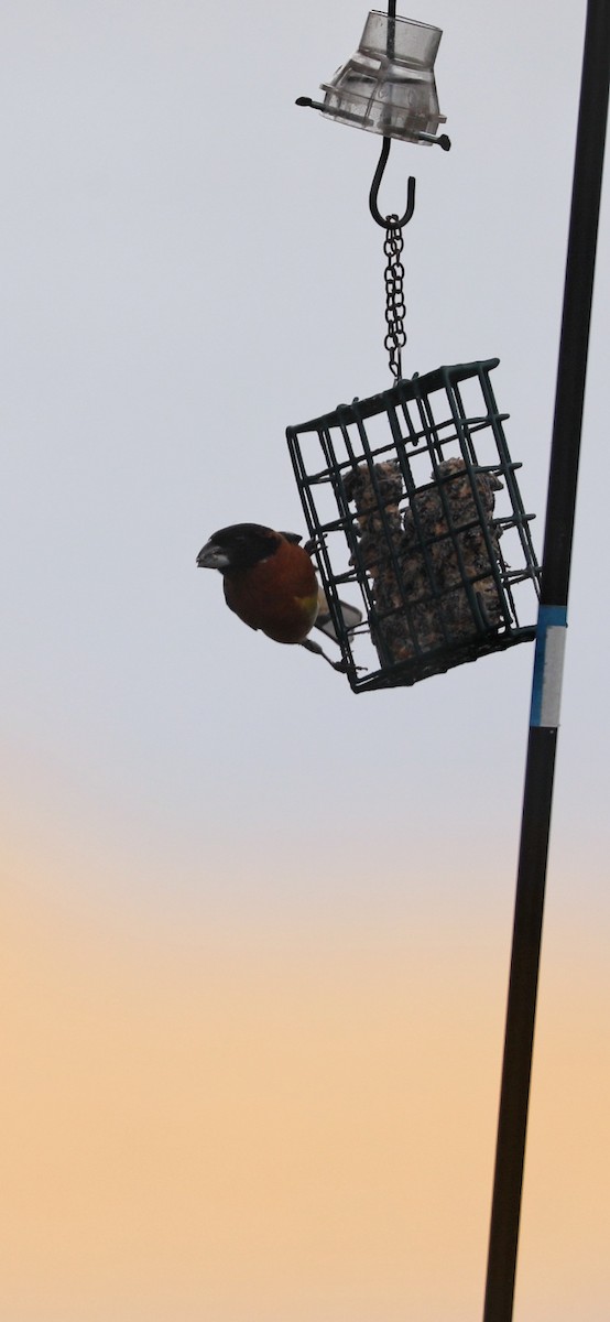 Black-headed Grosbeak - Mary L Frey