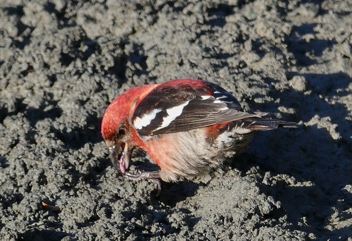 White-winged Crossbill - ML617902032