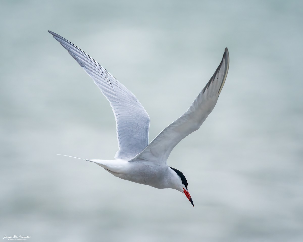 Common Tern - ML617902049