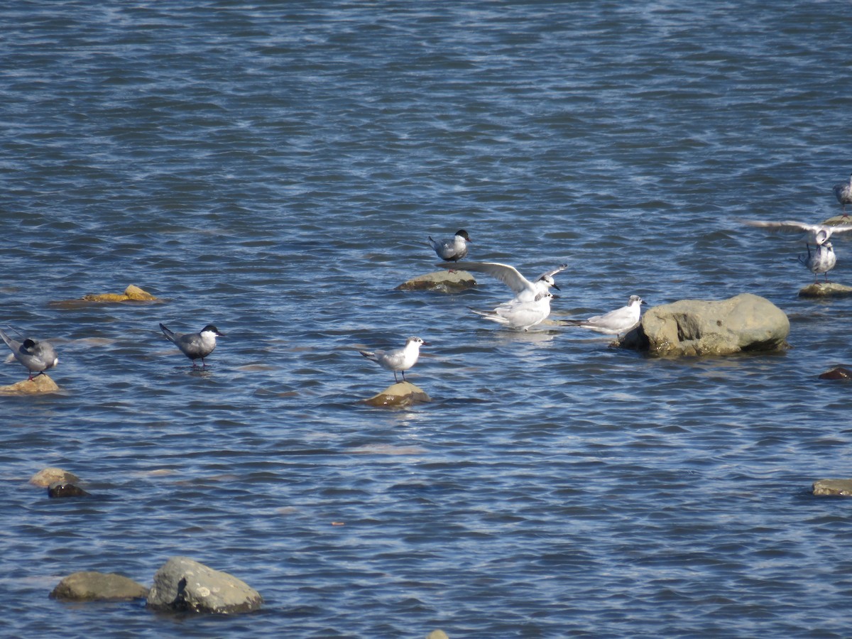 Whiskered Tern - ML617902066