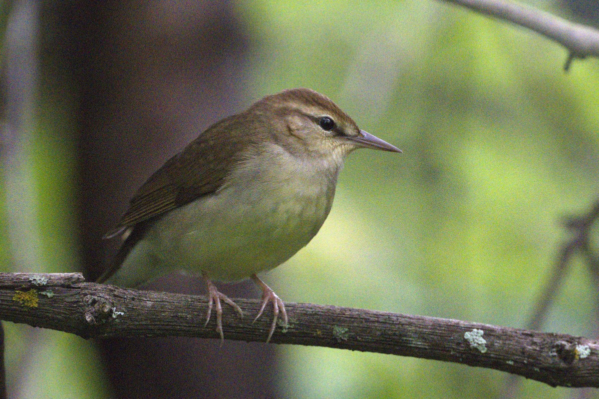 Swainson's Warbler - ML617902095