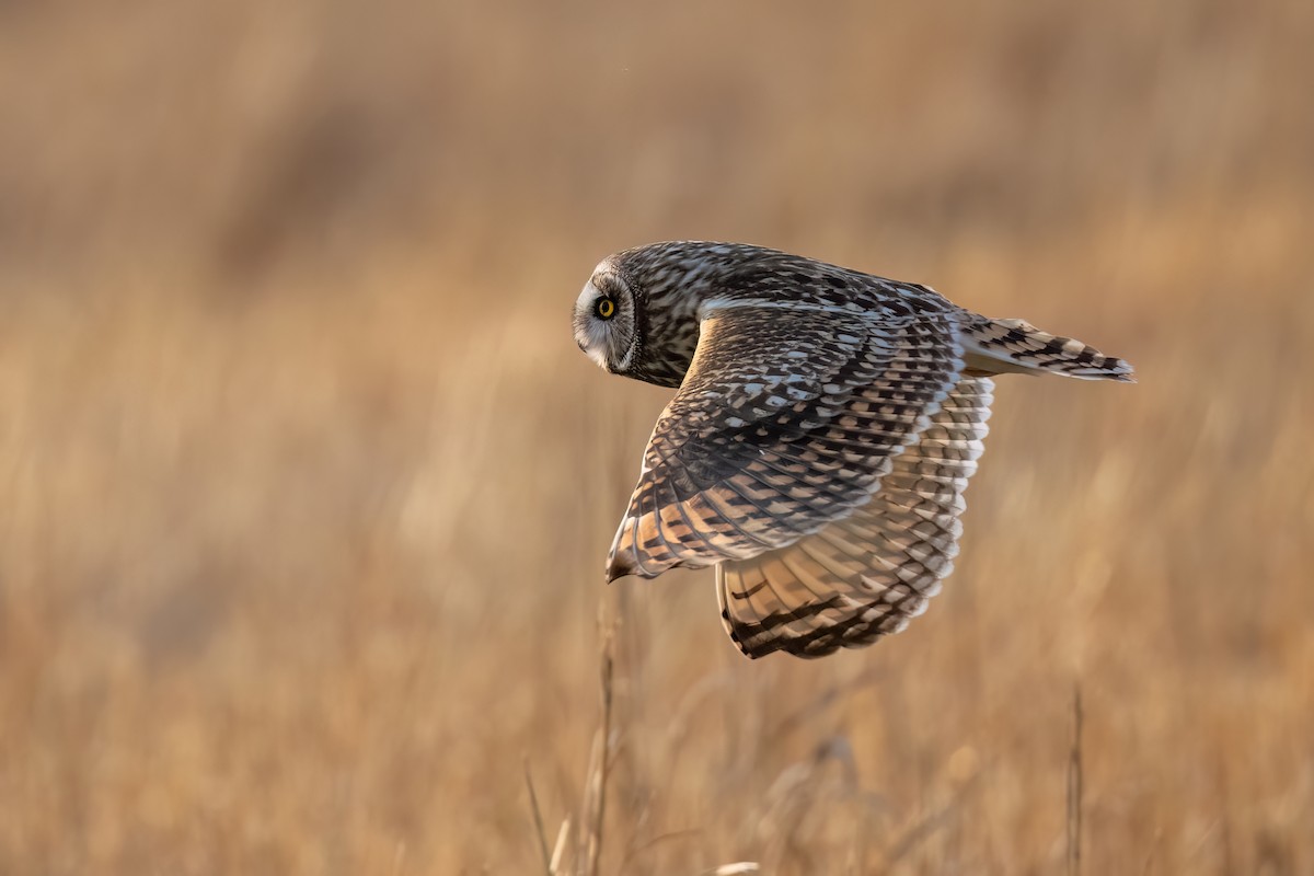 Short-eared Owl - ML617902105