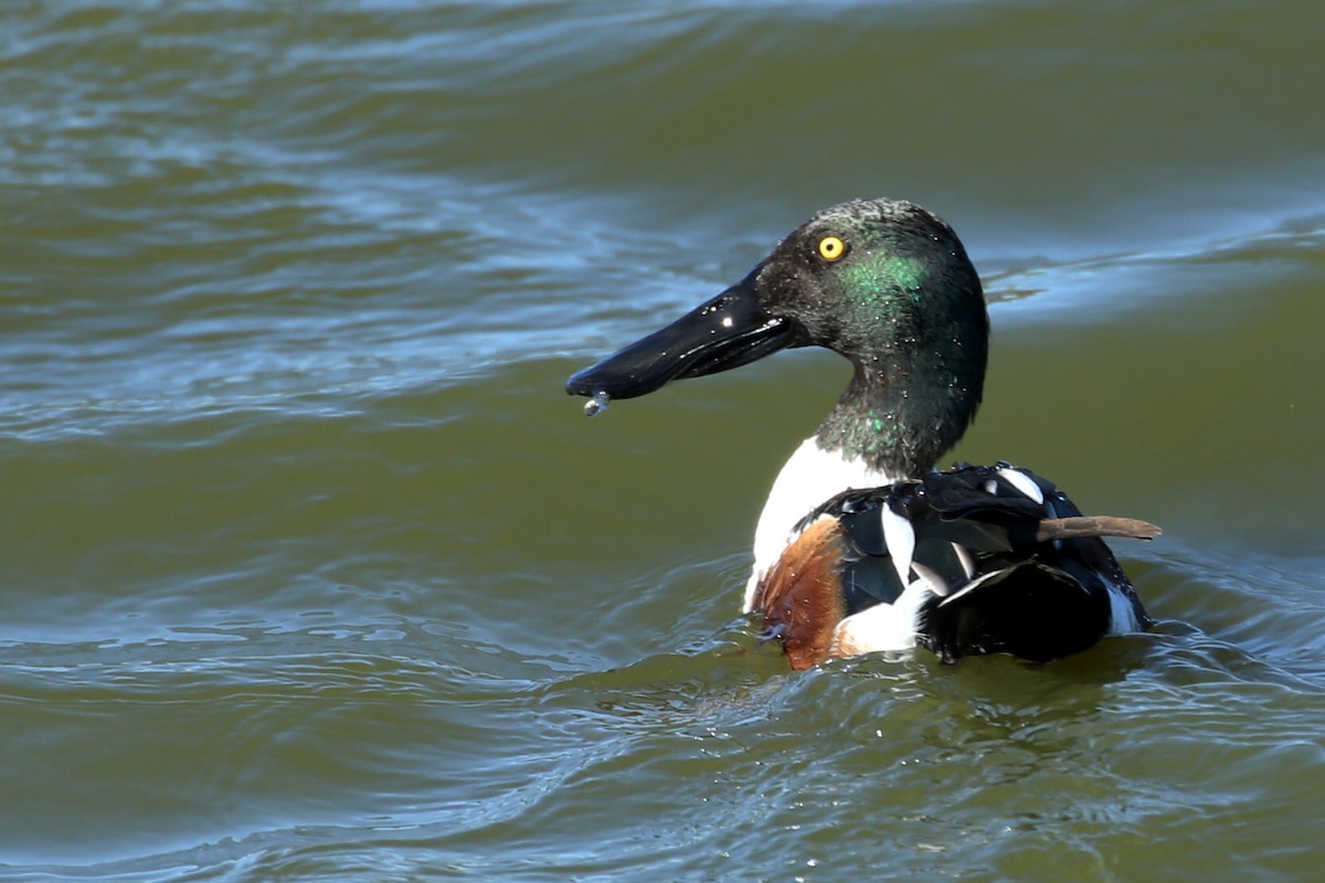 Northern Shoveler - ML617902119