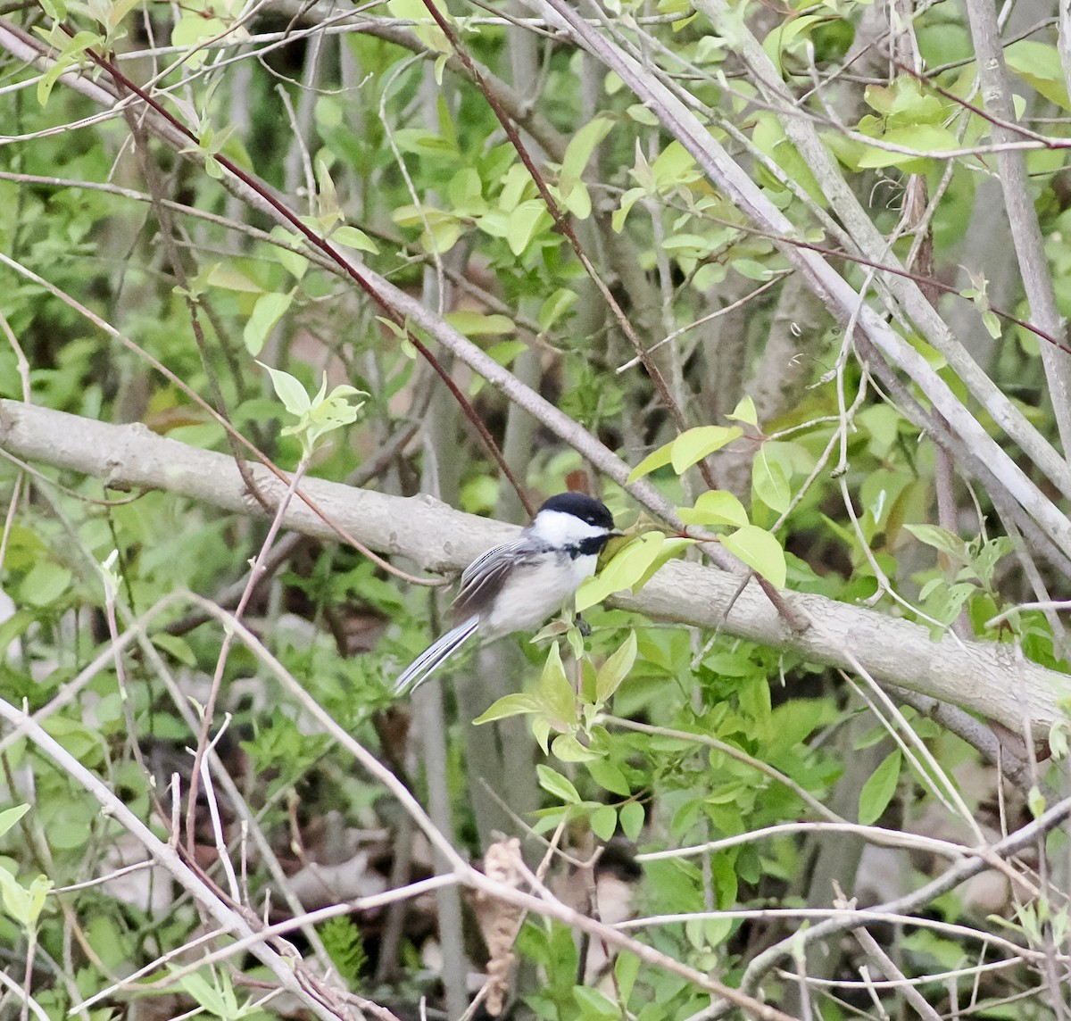 Mésange à tête noire - ML617902154