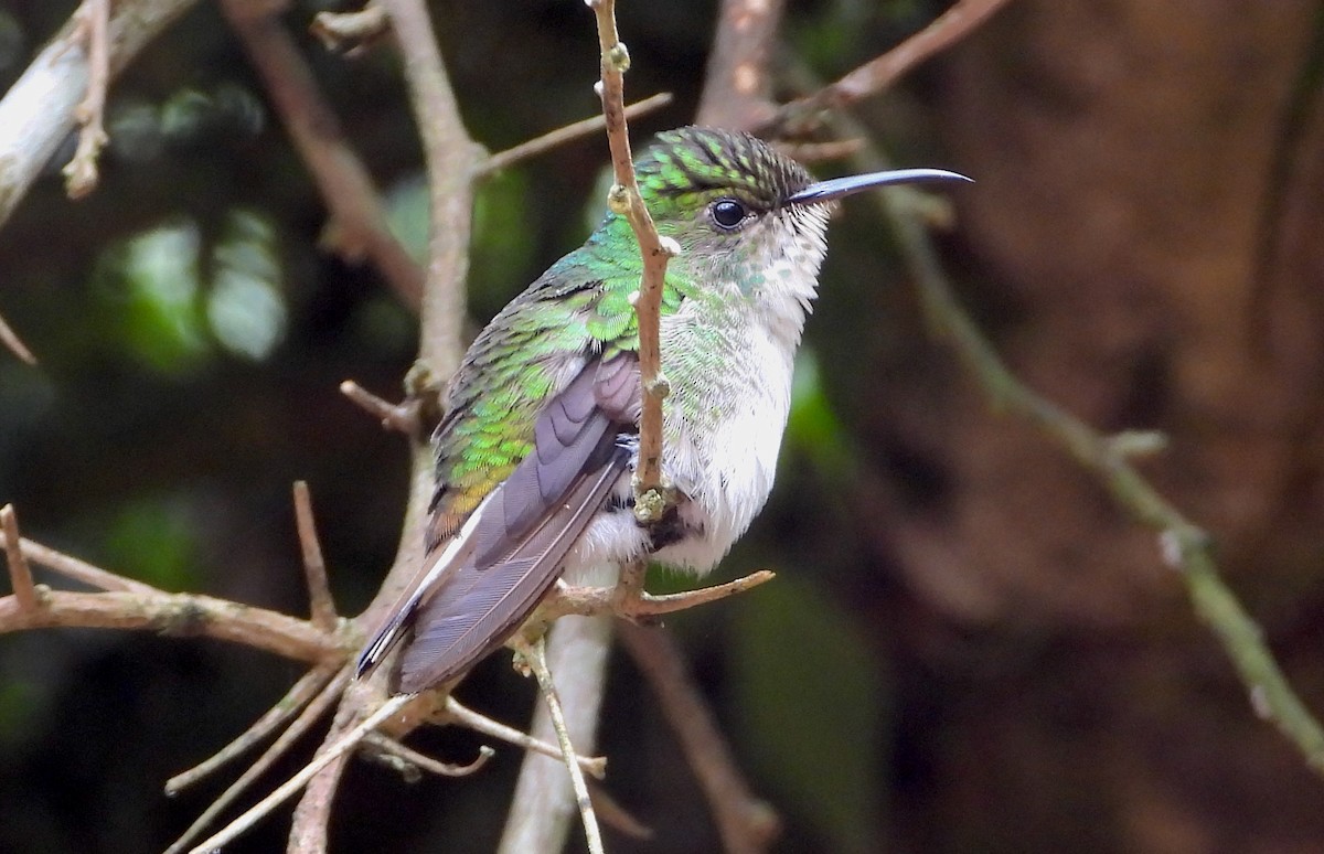 Coppery-headed Emerald - ML617902165