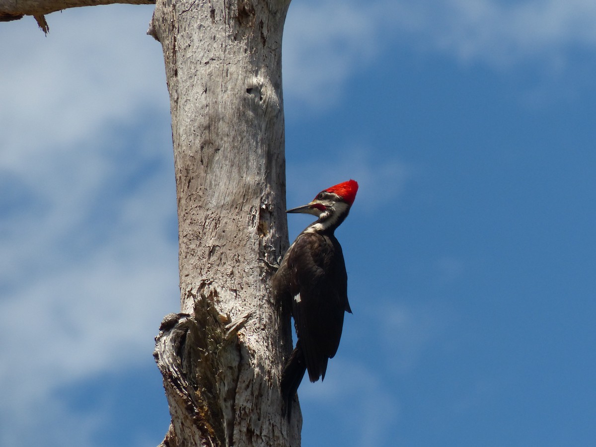 Pileated Woodpecker - ML617902170