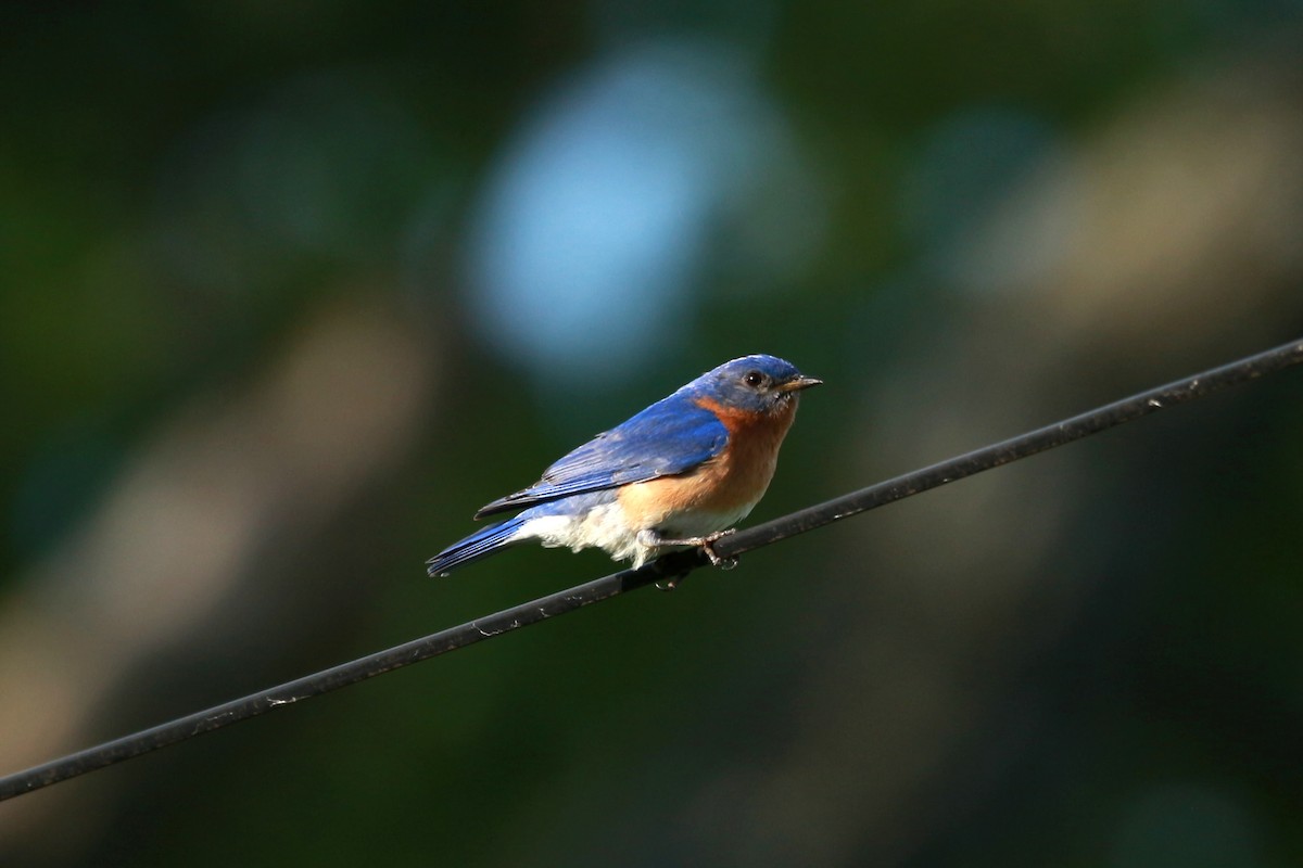 Eastern Bluebird - ML617902187