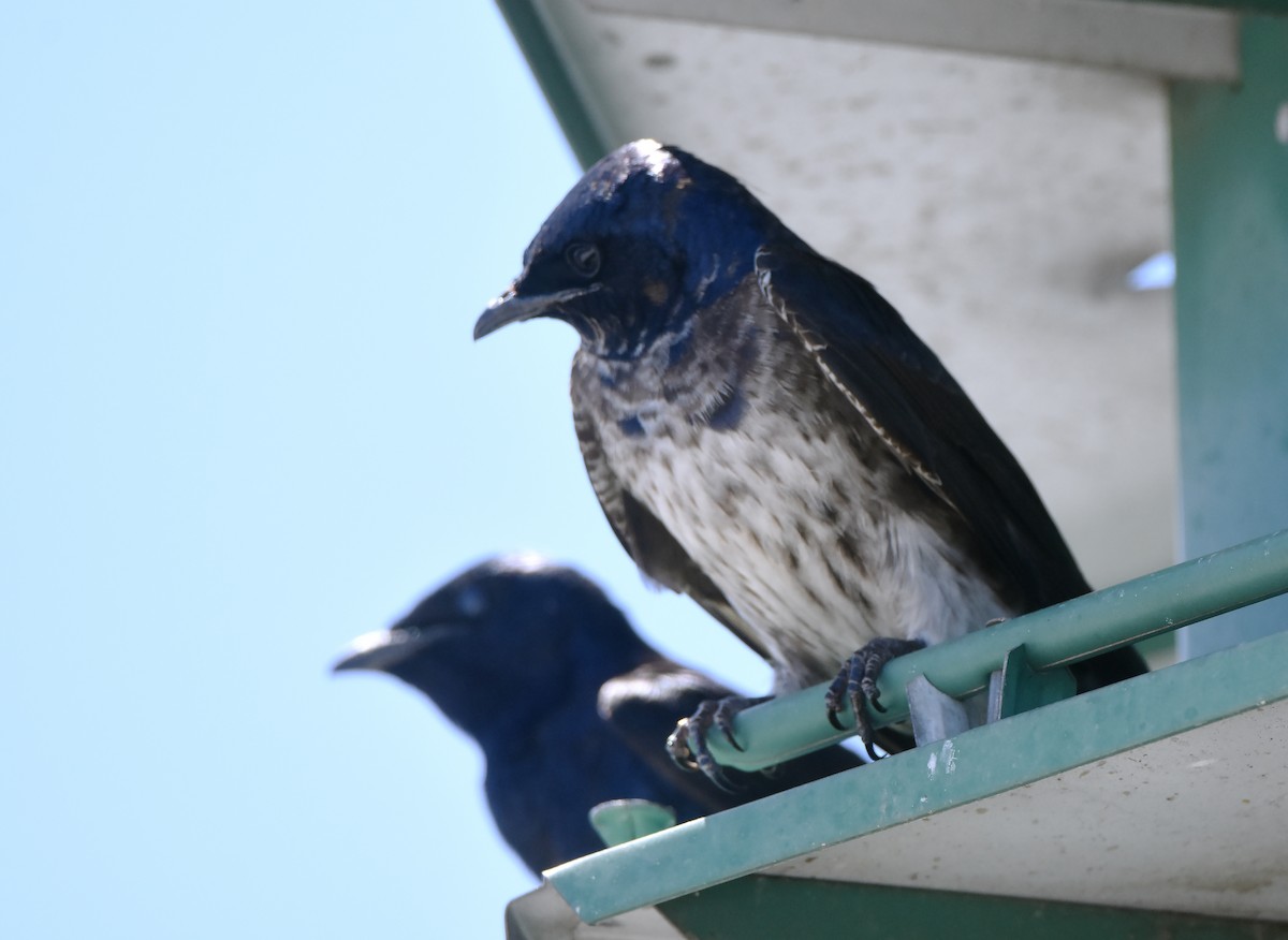 Purple Martin - Erik Johnson