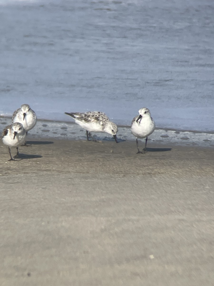 Sanderling - Dave Votta