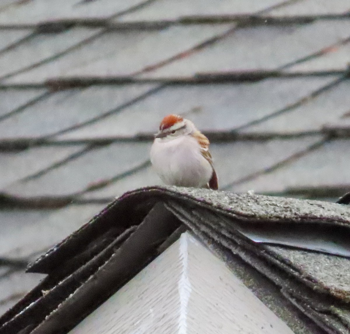 Chipping Sparrow - ML617902238