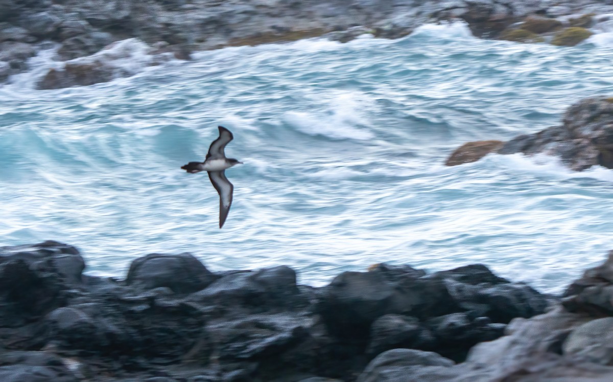 Wedge-tailed Shearwater - ML617902246