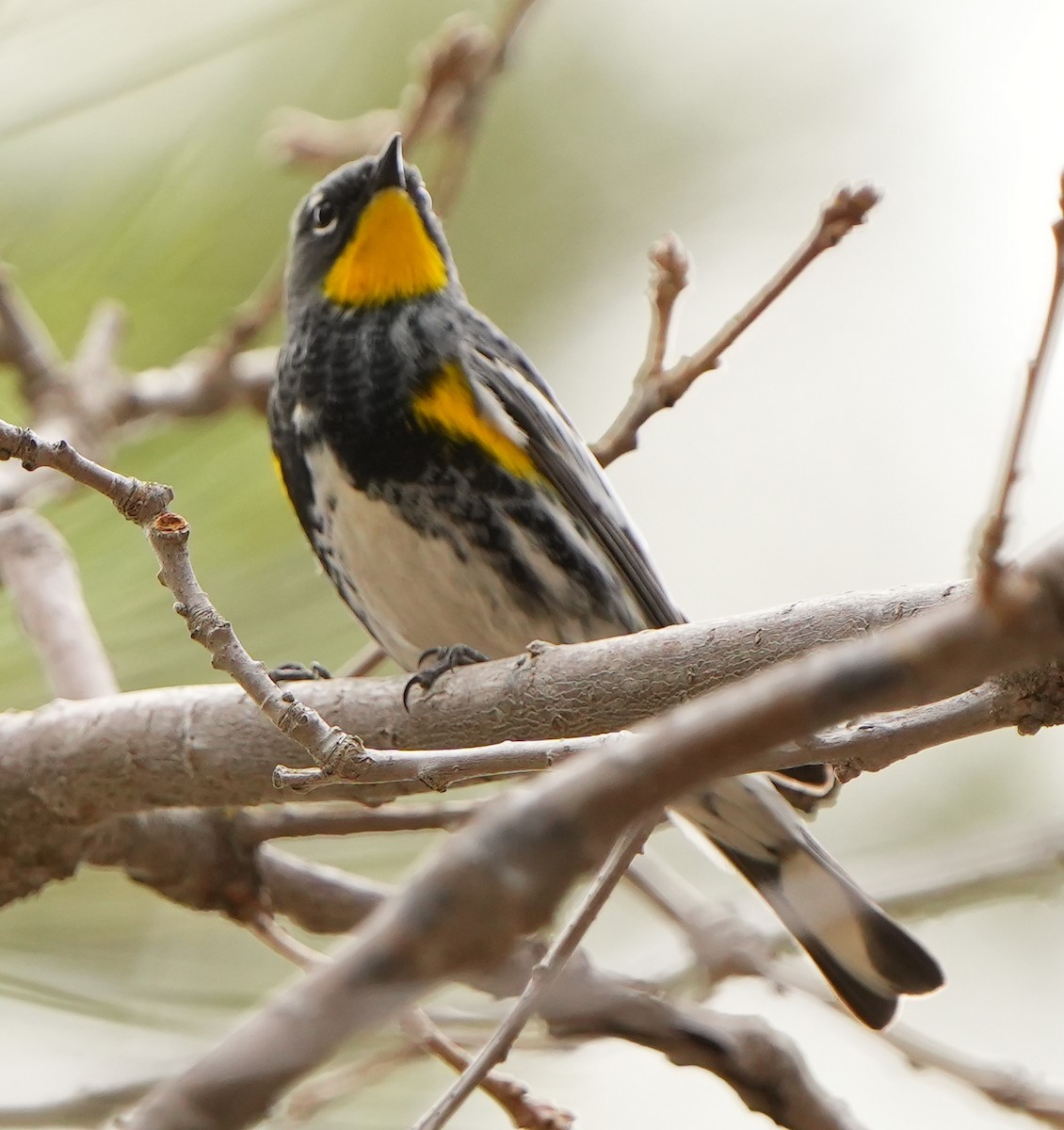 Yellow-rumped Warbler - Dave Bowman