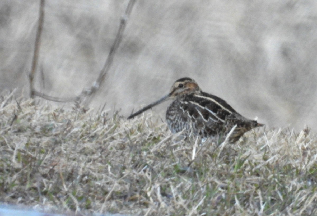 Wilson's Snipe - ML617902268