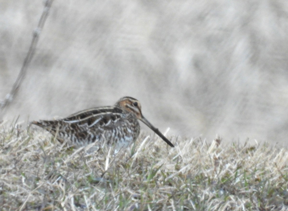 Wilson's Snipe - ML617902269