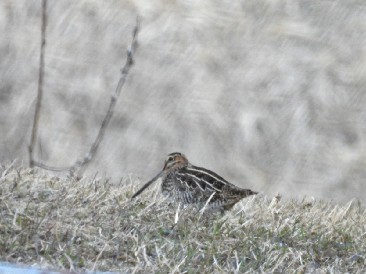 Wilson's Snipe - ML617902270