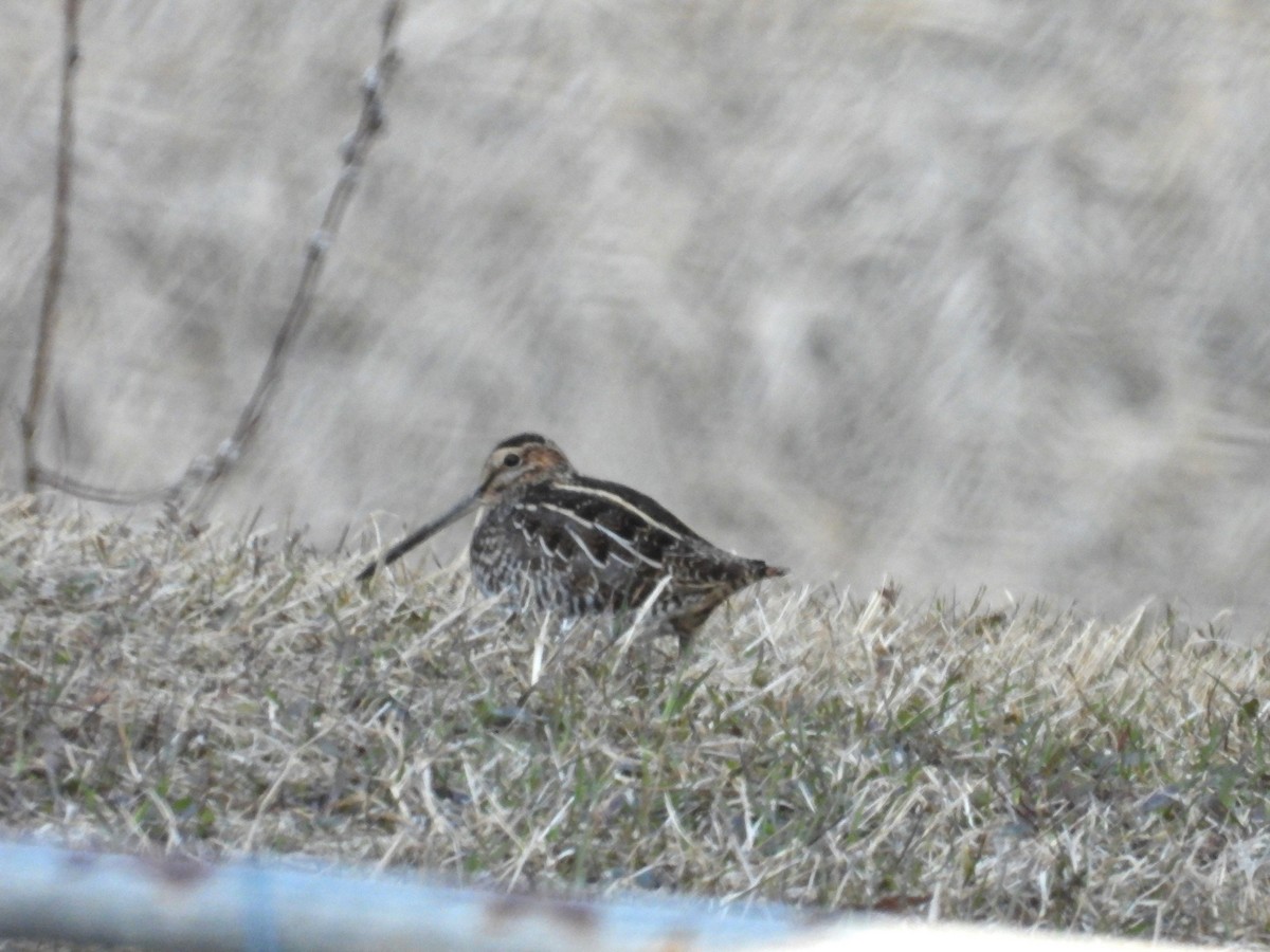 Wilson's Snipe - ML617902271