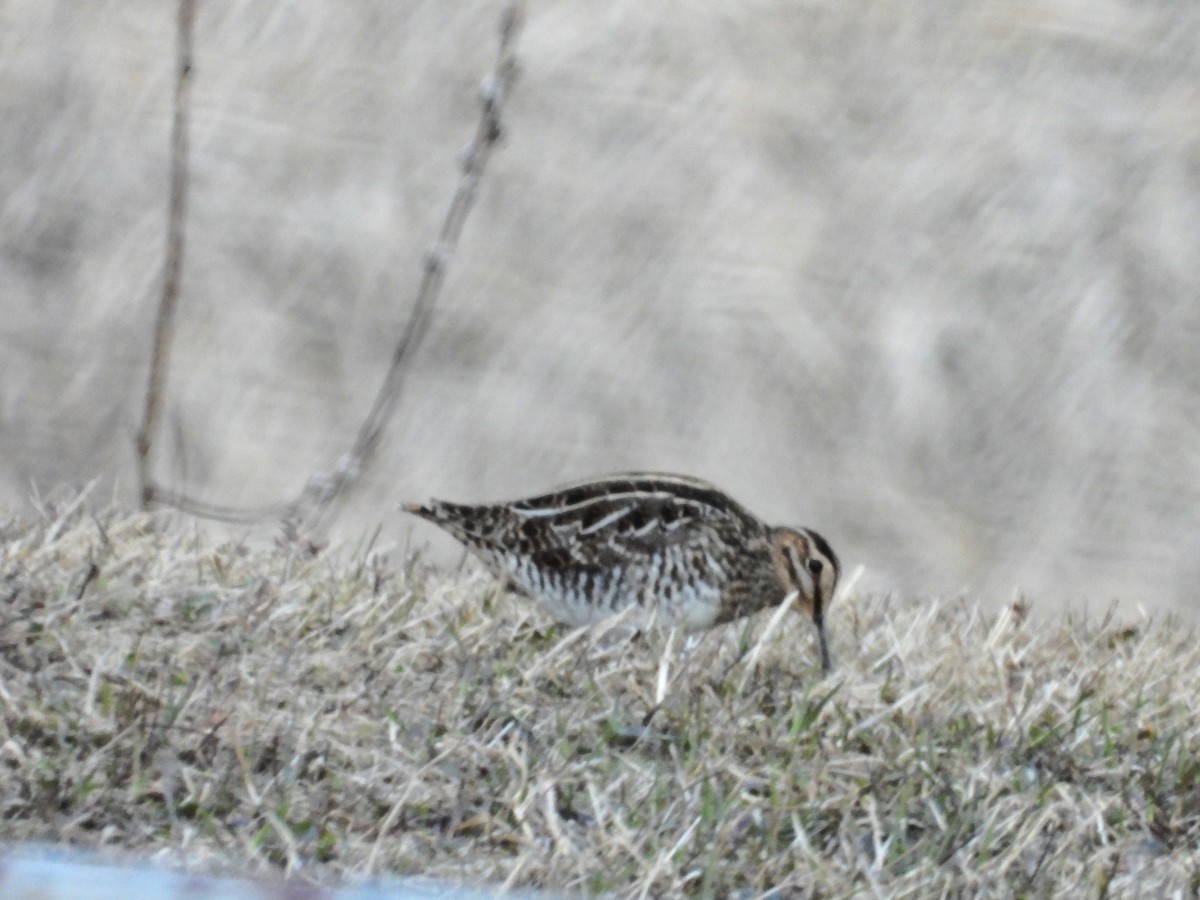 Wilson's Snipe - ML617902273