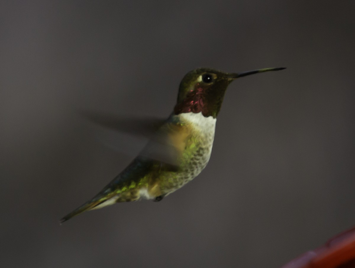 Anna's x Rufous Hummingbird (hybrid) - ML617902313