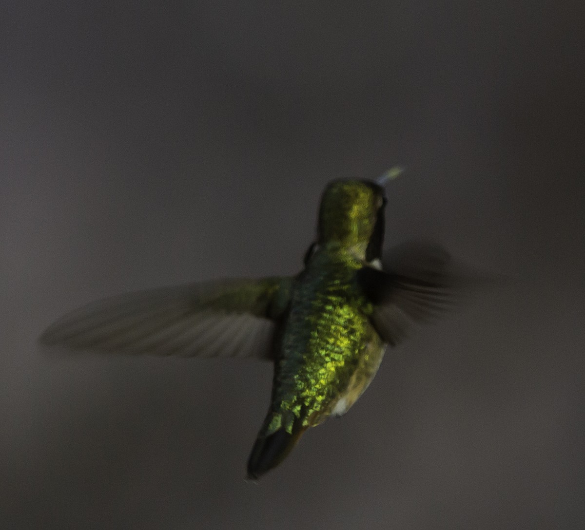 Anna's x Rufous Hummingbird (hybrid) - ML617902314