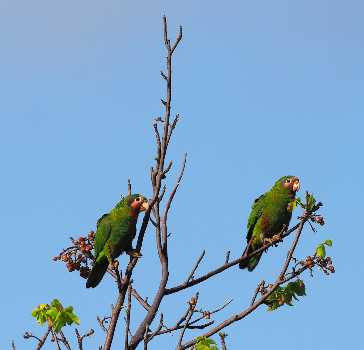 サクラボウシインコ（caymanensis／hesterna） - ML617902344